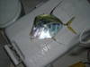 601tuna_002.jpg