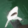 7-14-08-9.gif