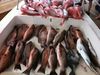 7-15-2011_Dave_Poker_Snapper_trip_012.JPG