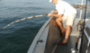 7-21-2.gif