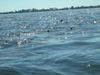 8-11_fish_picts_006.JPG