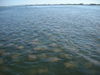 8-11_fish_picts_007.JPG