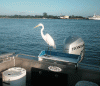 8-18-6.gif