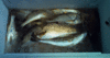 9-29-4.gif