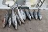 ALL_DAY_DOLPHIN_2.jpg