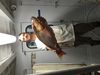 Alex_with_a_nice_mutton_snapper_caught_aboard_the_Catch_My_drift.JPG