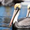 Anclote_Brown_Pelican.jpg