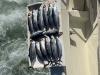 April_2025_Blackfin_Tuna.jpg