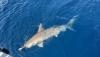 April_2025_Hammerhead1.JPEG