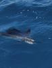 April_2025_Sailfish1.jpg