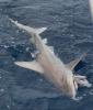 April_2026_Sandbark_Shark.JPEG