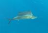 April_7_2012_Sailfish_web.jpg