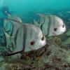 Atlantic_Spadefish_PLW_edit.jpg