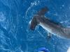 August_2025_Shark.jpg