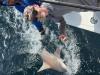 August_2026_Shark2.jpeg
