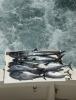 August_2026_fishing_report_King_Mackerel.jfif