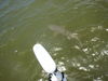 Austins_lemon_shark_2.jpg