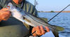 Banana_River_Snook_rs.jpg