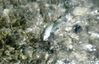 BelizeGrandSlamBonefish2016-788x505.JPG