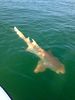 Big_Nurse_Shark_Photo_Capt_Rob_Modys.jpg