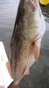 Big_Reds_016.JPG