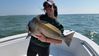 Biloxi-black-drum.jpg