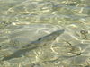 Bimini_Bay_016.jpg