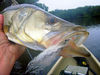 Bishop_Harbor_Fly_Snook_2009_10_26_0251_edited-1.JPG