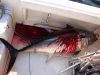 Blackfin_Tuna_007.JPG