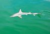 Blacktip_Shark.jpg