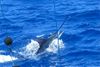 Blue_Marlin_Shaking_face_2.jpg