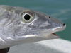 Bonefish4.JPG