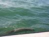 Bradenton_Baby_Shower_038.jpg