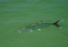 Brian-Jill-Tarpon-08-6web.jpg