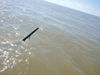 Brian_n_sawfish_3.jpg