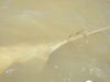 Brian_n_sawfish_4.jpg