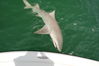 Bull_Shark1.JPG