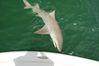 Bull_Shark_Photo_Capt_Rob_Modys.JPG