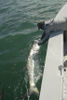 CaptRickJayPeckSarasotaflytarpon2.jpg