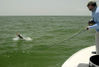 CaptRickSarasotaflytarponjump.jpg