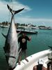 Capt_Rod_with_a_giant_tuna_caught_with_Fishing_Headquarters.jpg