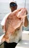 Capt_an_Nice_Red_Snapper.JPG