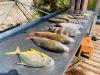 Cedar_Key_Fishing_Report.jpg