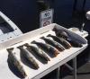 Cedar_Key_Florida_Fishing_Report_November_2020.jpg