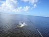 Charlie_n_tarpon_2.jpg