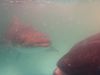 Cobia_a_coming-jpeg.jpg