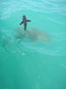 Cobia_n_Goliath.jpg