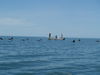 Cormorants.JPG