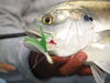 Crevalle.JPG