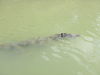 Crocodile_2.jpg
